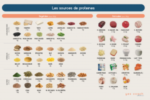 les différentes sources de protéines